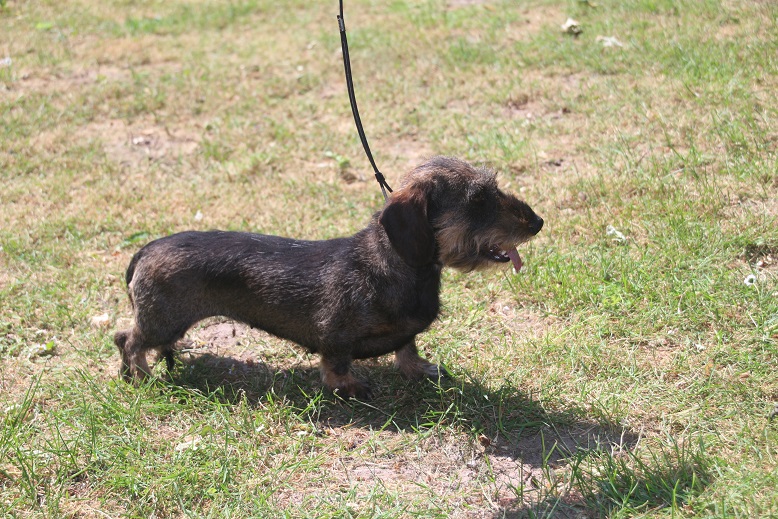 Merle von Sabstätte